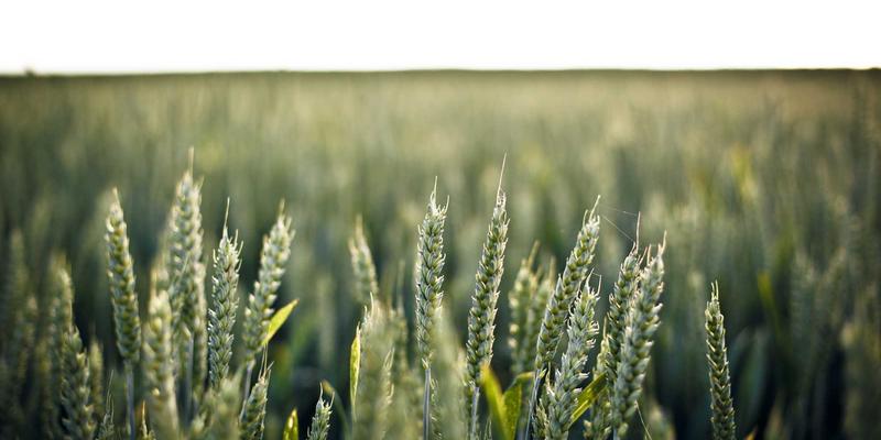 东莞二手车买卖黄金时机全解析：掌握淡旺季规律，买车省万元，卖车多赚价