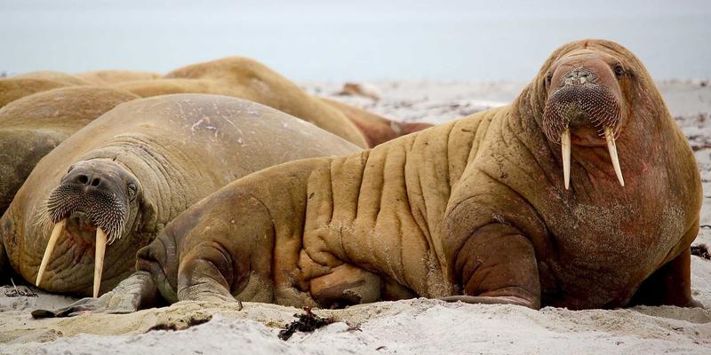 东莞二手车小众品牌淘车指南：避开人潮，挖掘高性价比冷门好车